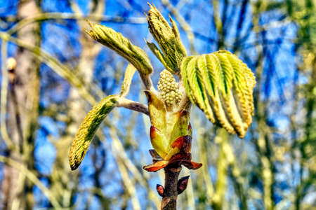 bud on a tree.