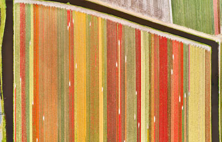 Flower fields in the Netherlands seen from above.の写真素材