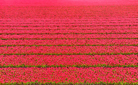 Flower fields in the Netherlands seen from above.の写真素材