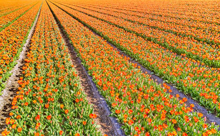 Flower fields in the Netherlands seen from above.の写真素材