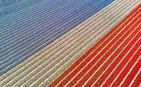 Flower fields in the Netherlands seen from above.の写真素材