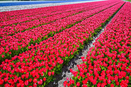 Flower fields in the Netherlands seen from above.の写真素材