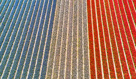 Flower fields in the Netherlands seen from above.の写真素材