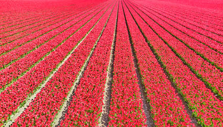 Flower fields in the Netherlands seen from above.