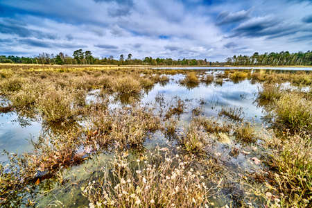 wetlands in drente the netherlands with a forrest in the background.
