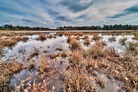 wetlands in drente the netherlands with a forrest in the background.