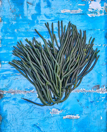 fresh and healthy seaweed food isolated on background.