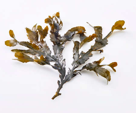 fresh and healthy seaweed food isolated on background.の写真素材