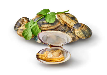 open and closed clams with shellfish isolated on white background.の写真素材
