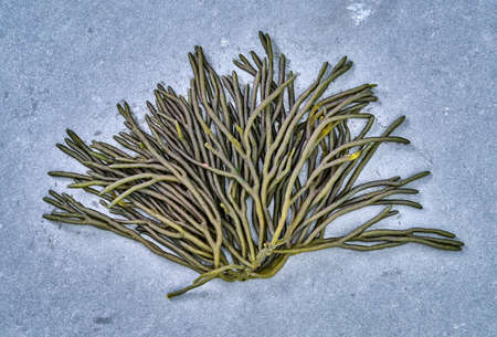 fresh and healthy seaweed food isolated on background.の写真素材