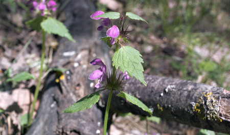 Blooming lamium maculatum (dead nettle) forests pink flower. Closeup