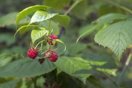 red raspberry in wild nature. Raceme of ripe and ripening berries of the shrub in forest; closeup