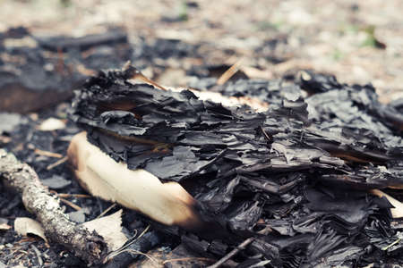 burned book. almost to ashes burned out stack of papers, outdoors. traces of civilization in the pine forestの写真素材