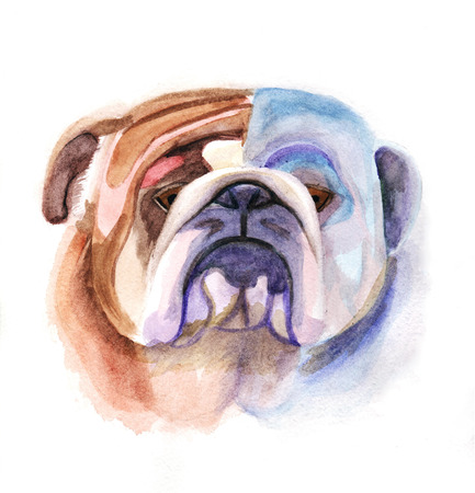 Colored bulldogの写真素材