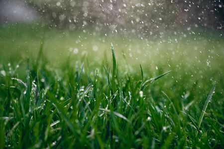 Green fresh wet grass with raindrops during a summer rainy day. Close-upの写真素材