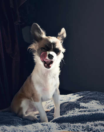 Chihuahua licking its lipsの写真素材