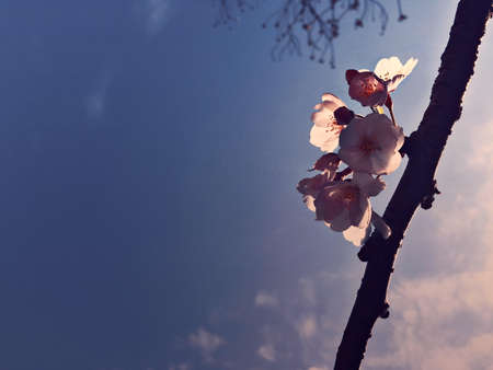 Sakura blossoms against a blue skyの写真素材