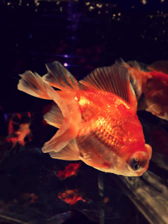 Close-up photo of a goldfish in a fish tankの写真素材
