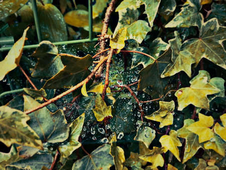 Raindrops dotting a spiderweb woven between ivy leavesの写真素材