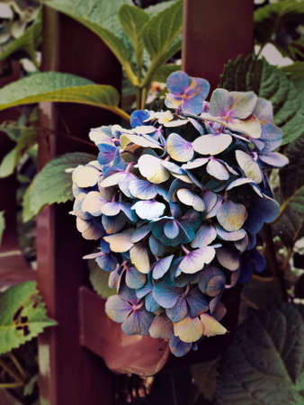 Close-up shot of a purple Hydrangea in bloomの写真素材