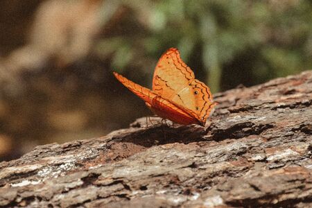 à¸ºButterflysの写真素材