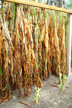 Tabacco Leaves Drying or Curingの写真素材