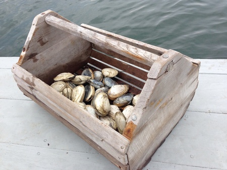 Wooden basket filled with freshly dug clams sitting on a dock with water in background