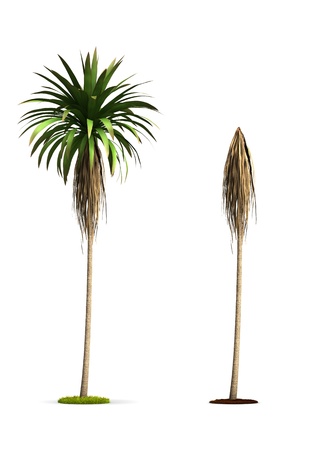Mountain Cabbage Tree. High resolution 3D illustration isolated on white.の写真素材
