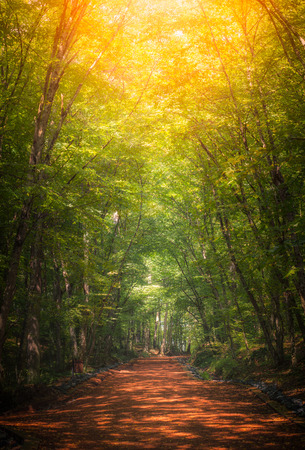 Beautiful forest along the pathway and sunshine over the trees.の写真素材