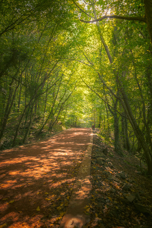 Beautiful forest along the pathway during sunny dayの写真素材
