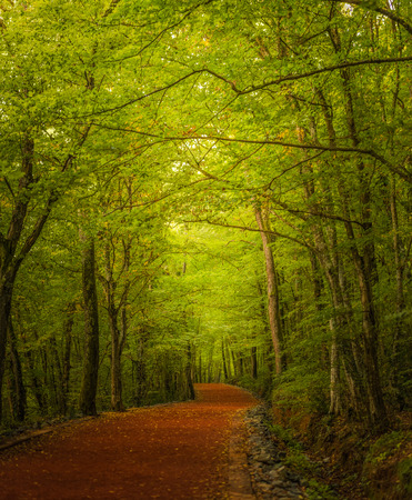 Beautiful forest along the pathway during sunny dayの写真素材