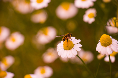 The flower with the bee on itの写真素材