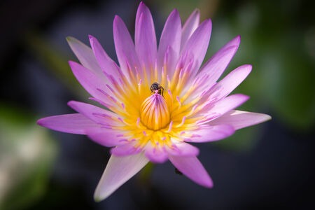 Lotusの写真素材