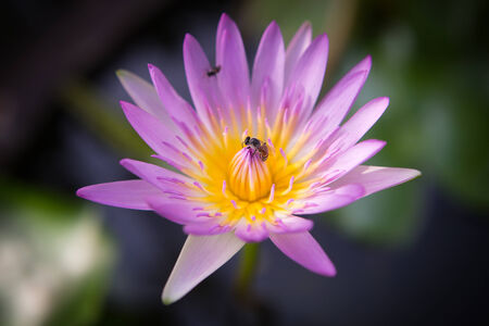 Lotusの写真素材