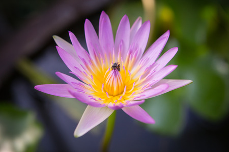 Lotusの写真素材