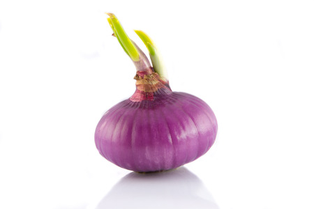 onionの写真素材