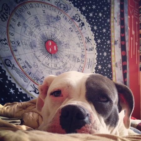 American bulldog with zodiac backgroundの素材