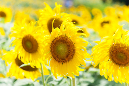Sunflower sunlightの写真素材