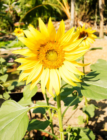Sunflower sunlightの写真素材