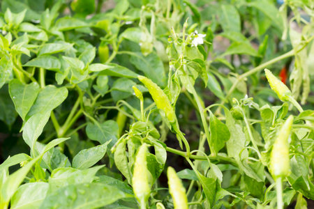 hot chili on the plantの写真素材