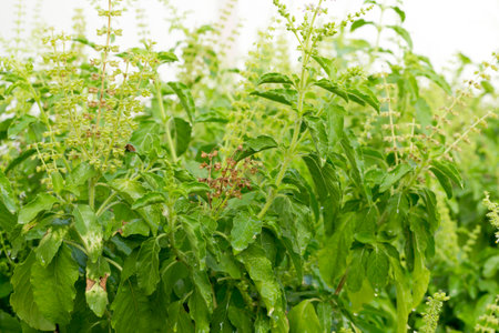 The Basil Plantの写真素材