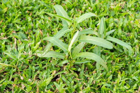 Morning glory on the groundの写真素材