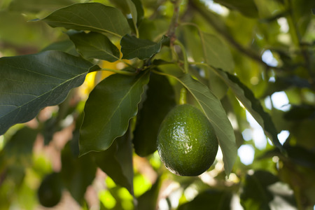 Avocado growing on treeの写真素材