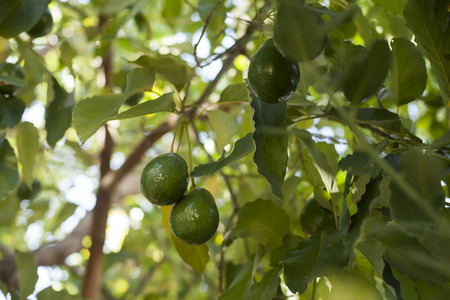 Close up of Avocados growing on tree.