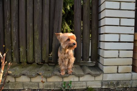 Little Dog standing alone  Crying  Comming from hole in fence の写真素材