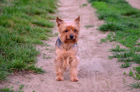Small dog standing on a sand path in nature with stern expressionの写真素材