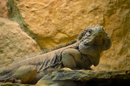 Iguana standing on a rock and looking forwardの写真素材