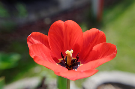 Photo of Close up view fresh natural inside of red  tulip on blurred backgroundの写真素材