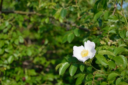 Photo of rose hip blossom of white color in fresh green natureの写真素材