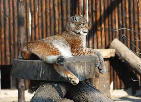 Single adult lynx laying relaxed on a piece of wood